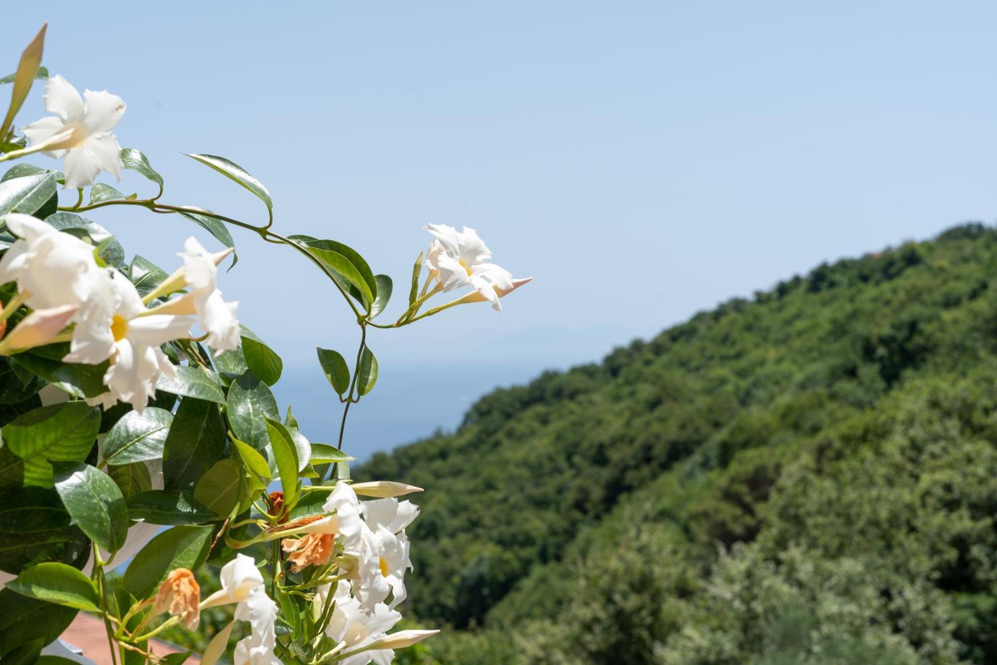 Villa Costanza sorrento Sant'Agnello Esterno foto