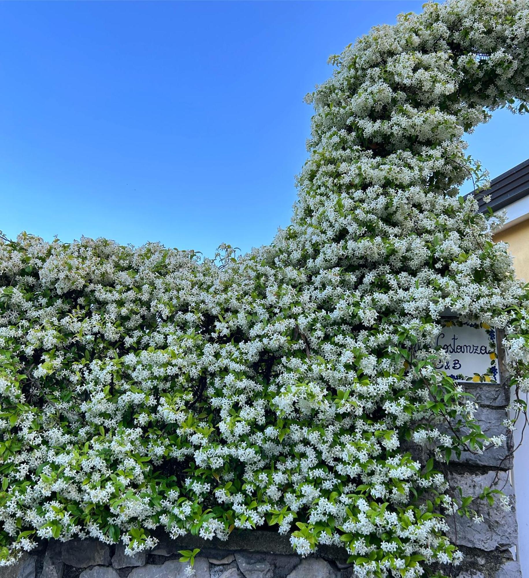 Villa Costanza sorrento Sant'Agnello Esterno foto